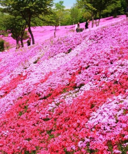 芝樱花海