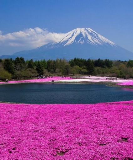 福禄考（芝樱）