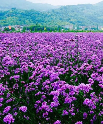 马鞭草