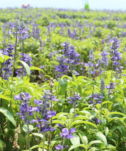 鼠尾草花海