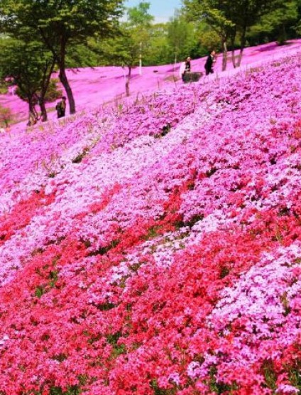 芝樱花海