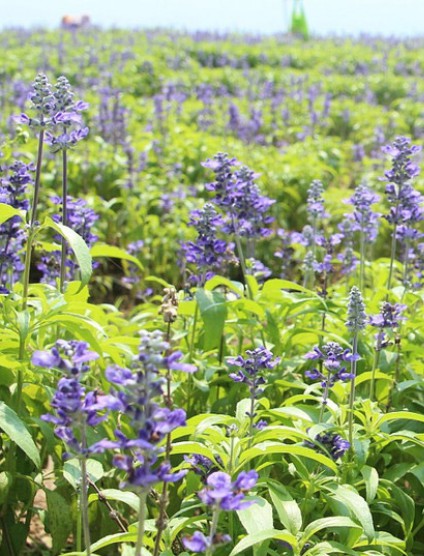 鼠尾草花海