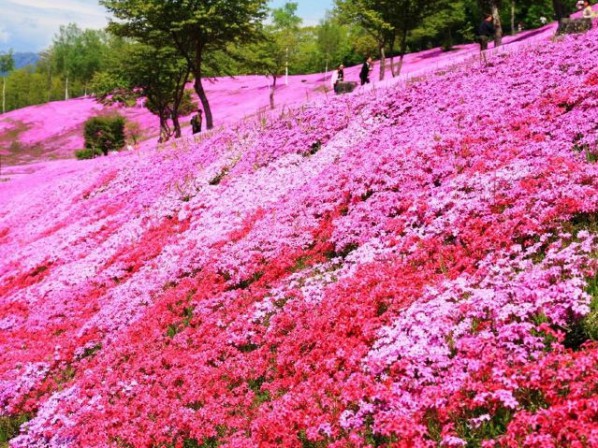 芝樱花海