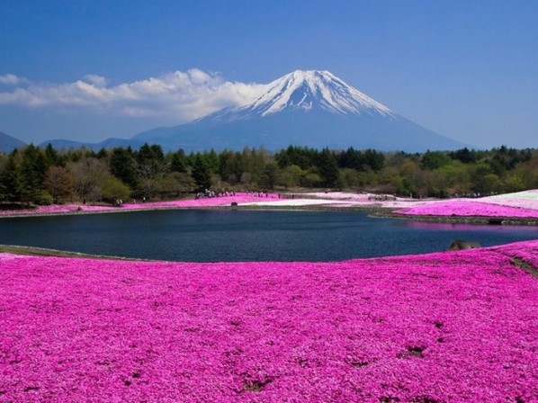 福禄考（芝樱）