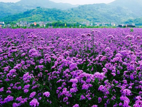 马鞭草