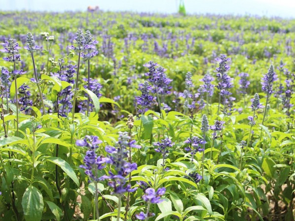 鼠尾草花海